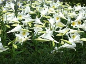 Lillies at Rockefeller Center