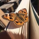 heather edwards butterfly loss coach