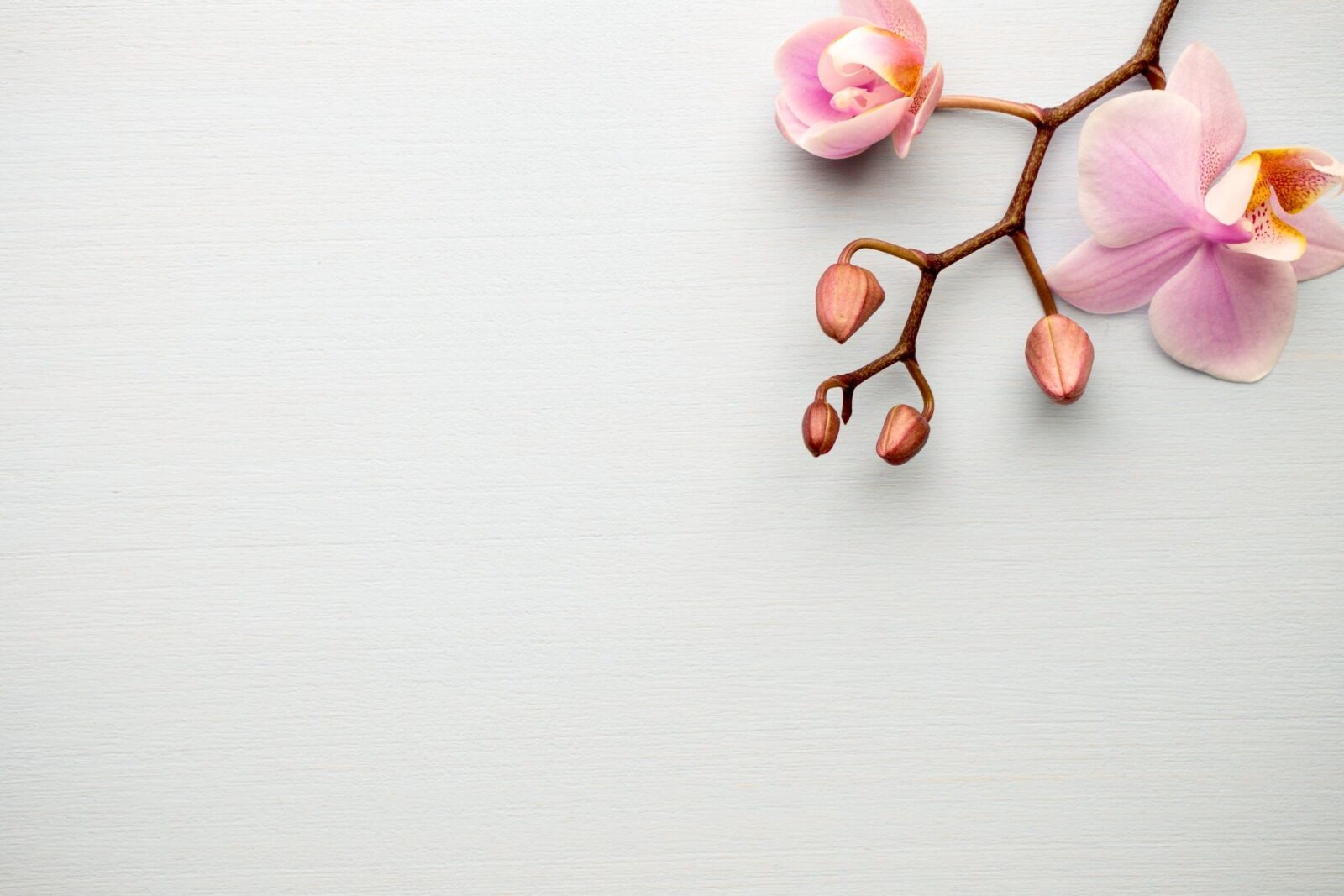 Heather Edwards Psychotherapy in New York Oasis