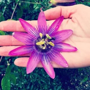 EMDR Therapy mindfulness